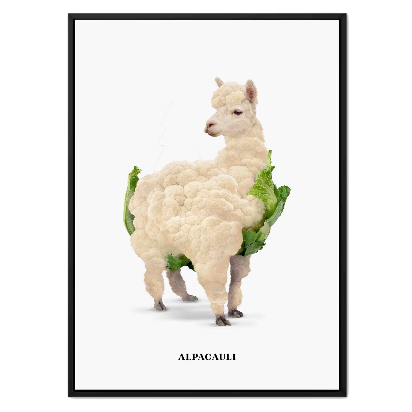 ALPACAULI | CANVAS