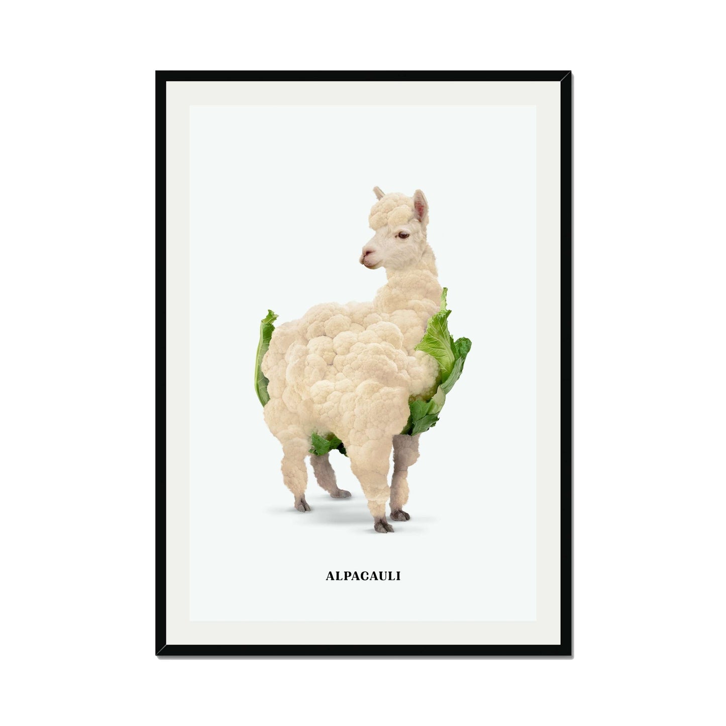ALPACAULI | PRINT