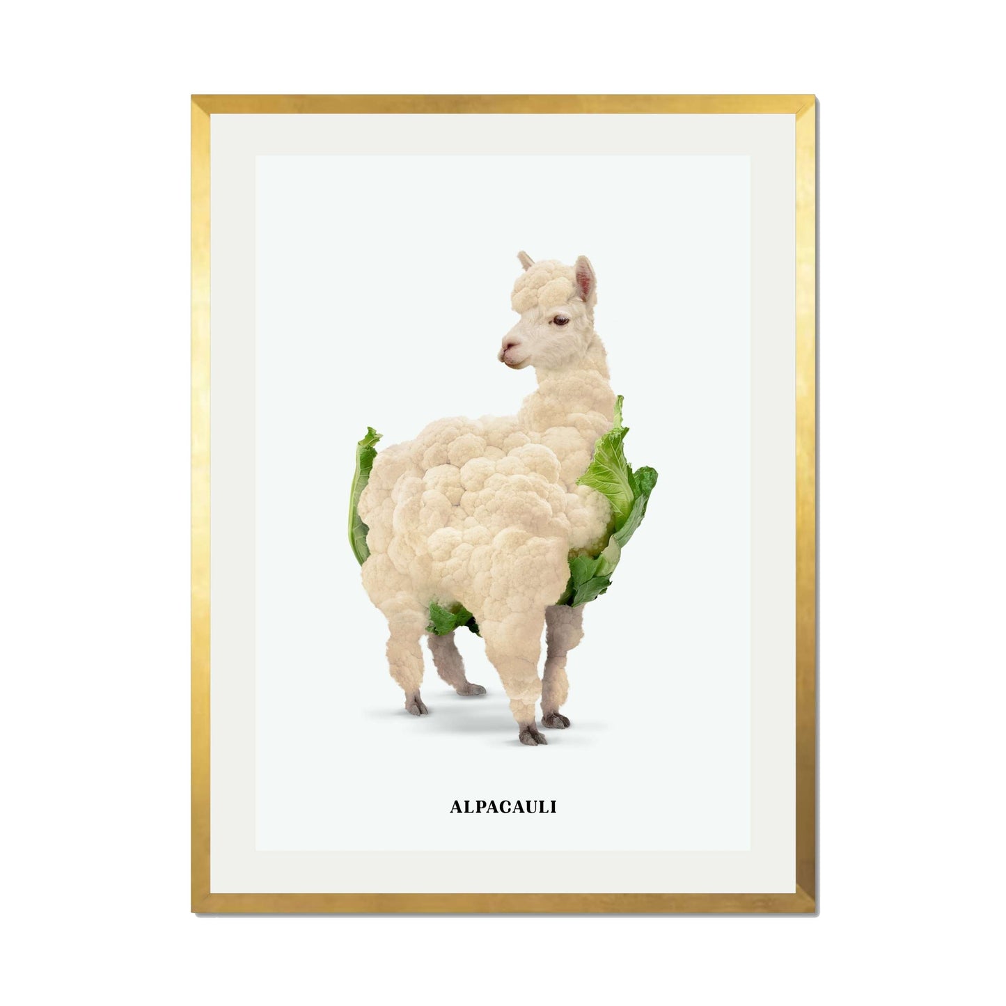 ALPACAULI | PRINT