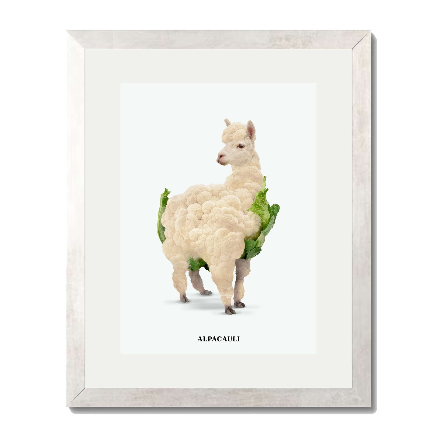 ALPACAULI | PRINT
