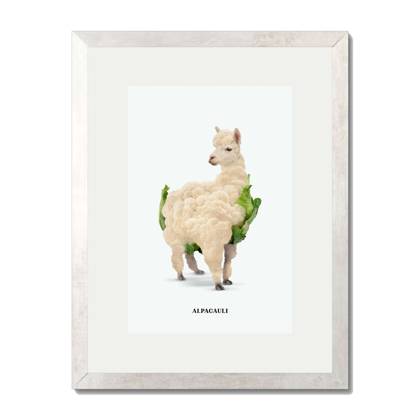 ALPACAULI | PRINT
