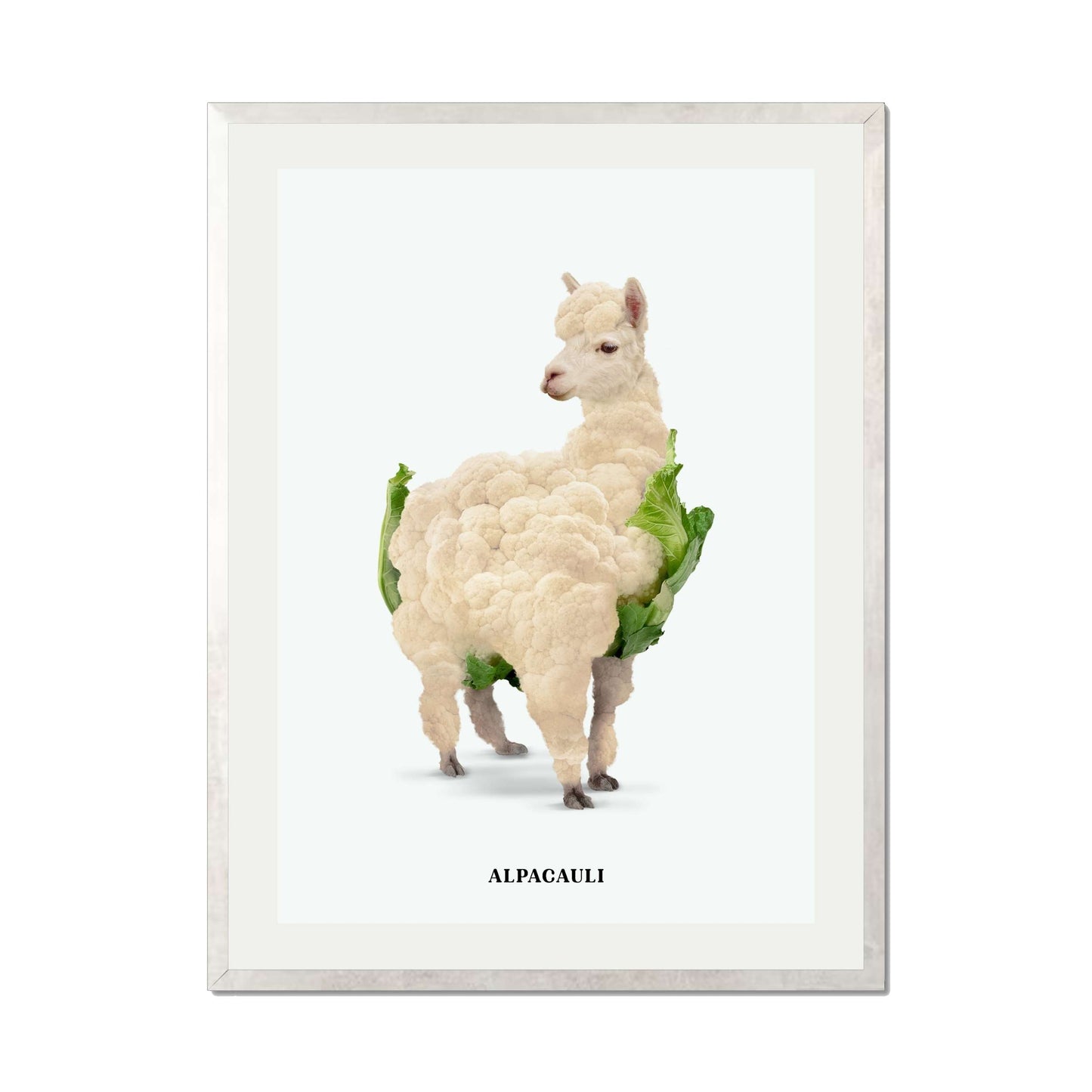 ALPACAULI | PRINT