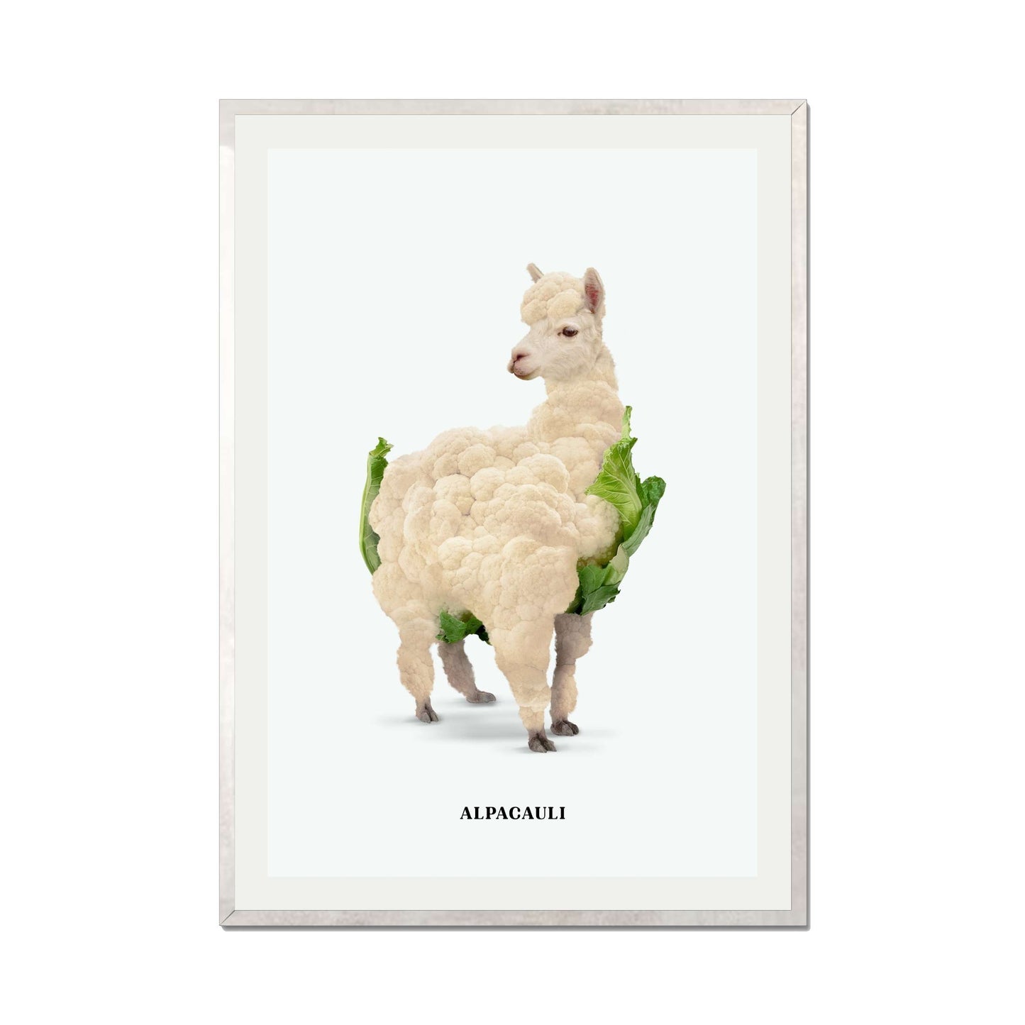ALPACAULI | PRINT