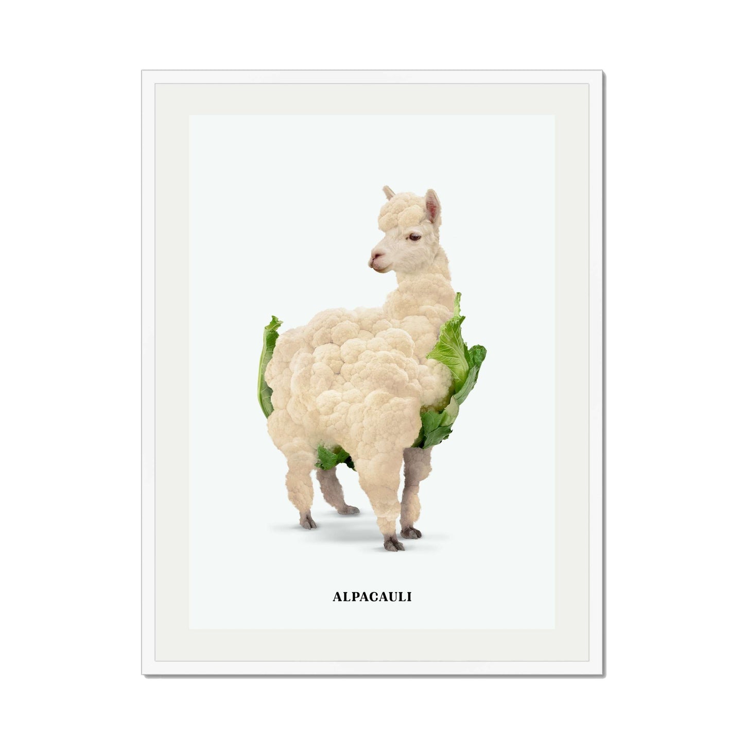 ALPACAULI | PRINT