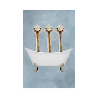 OSTRICHES IN BATHTUB | PRINT